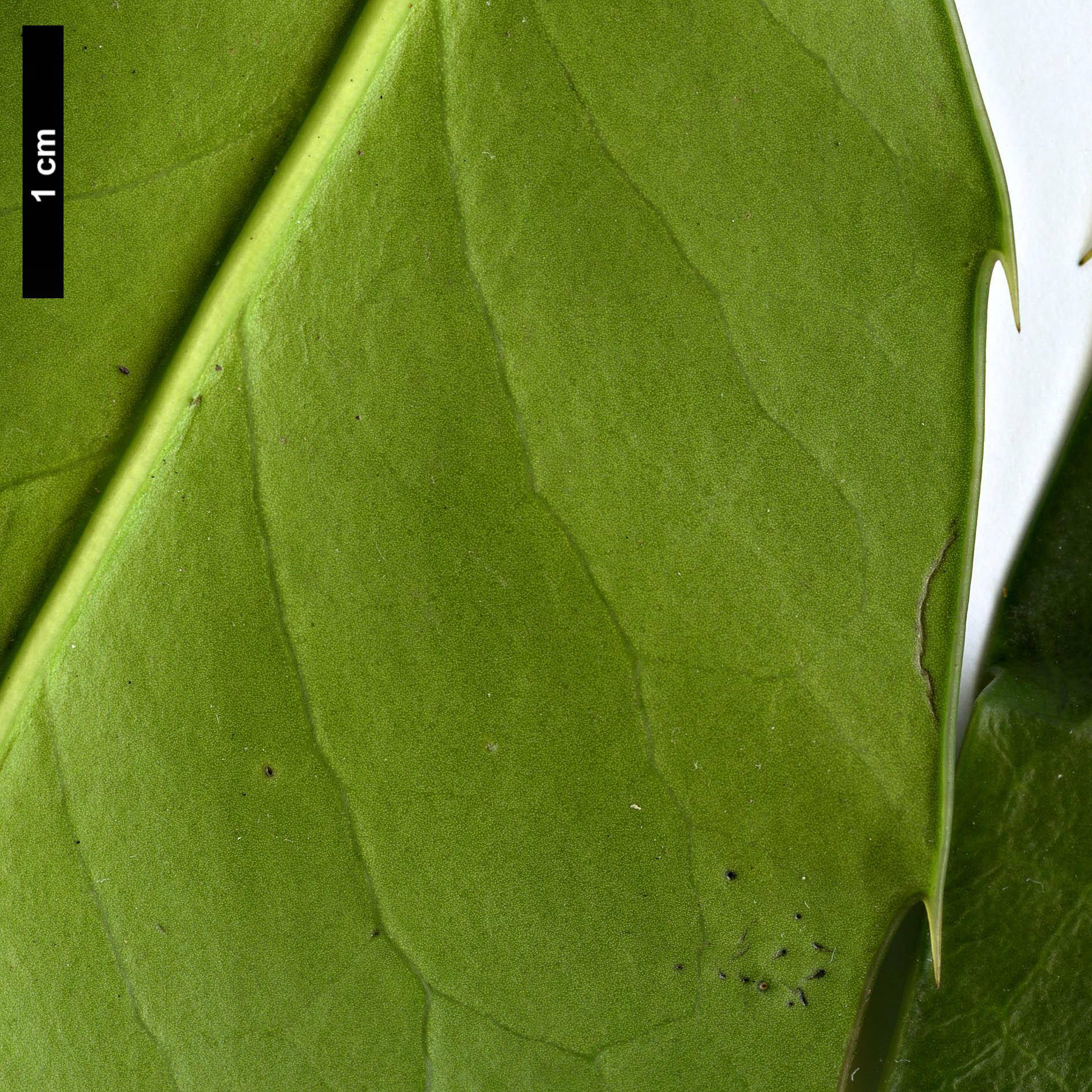 High resolution image: Family: Aquifoliaceae - Genus: Ilex - Taxon: perado - SpeciesSub: subsp. platyphylla